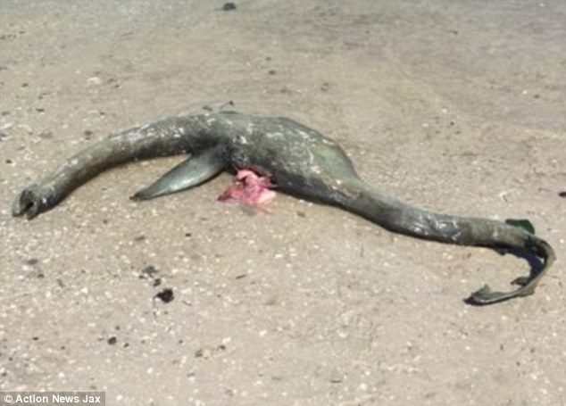 Na plaži u Džordžiji pronađeno neobično mrtvo morsko stvorenje
