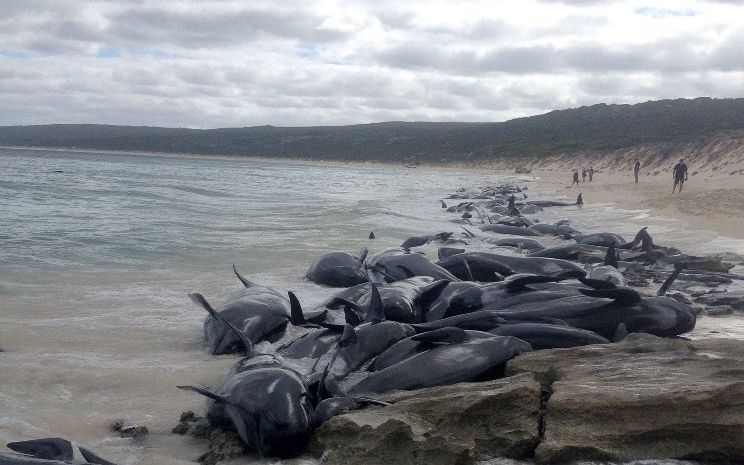 Skoro 150 kitova nasukanih na australijskoj plaži