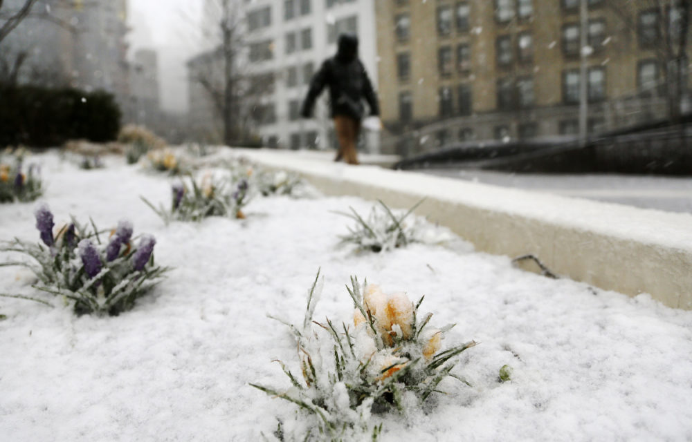Proljetna oluja pogodila je sjeveroistok SAD-a, donoseći NYC najviše travanjskog snijega u 15 godina
