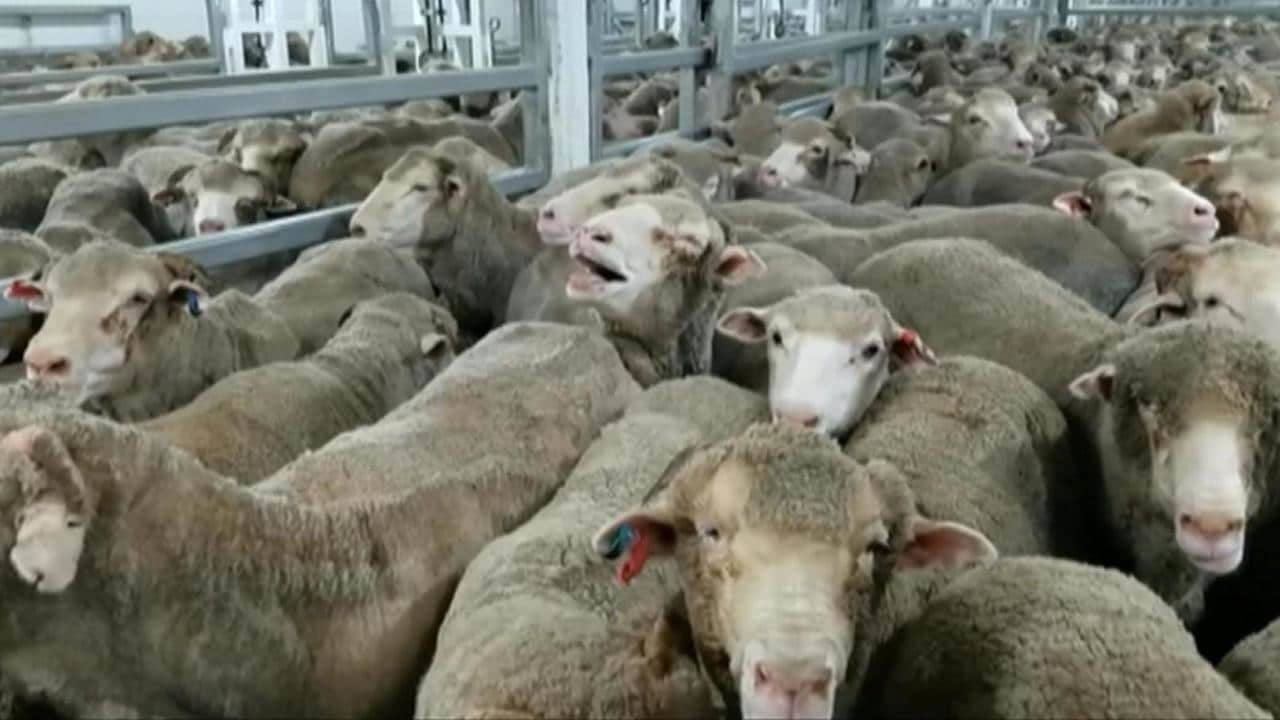 Ovce na australskim brodovima umiru u strašnim mukama