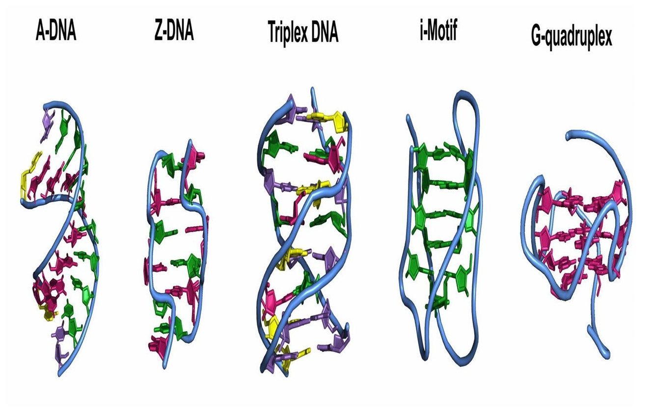 Istraživači su pronašli novi oblik DNK
