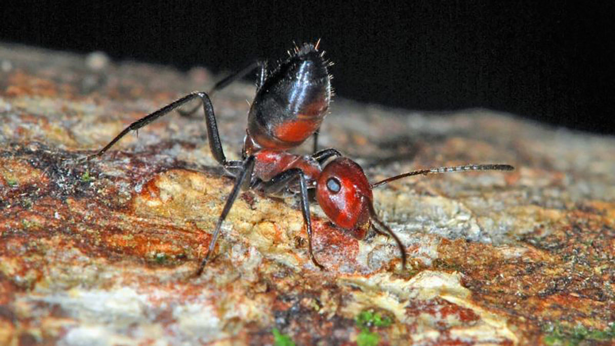 Pronađena nova vrsta mrava koja se brani eksplodiranjem