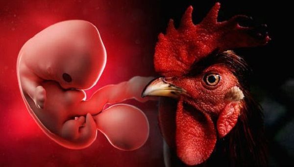 fetus koji se sastoji od ljudskih i kokošijih ćelija