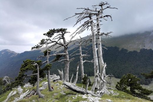 Najstarije stablo u Europi