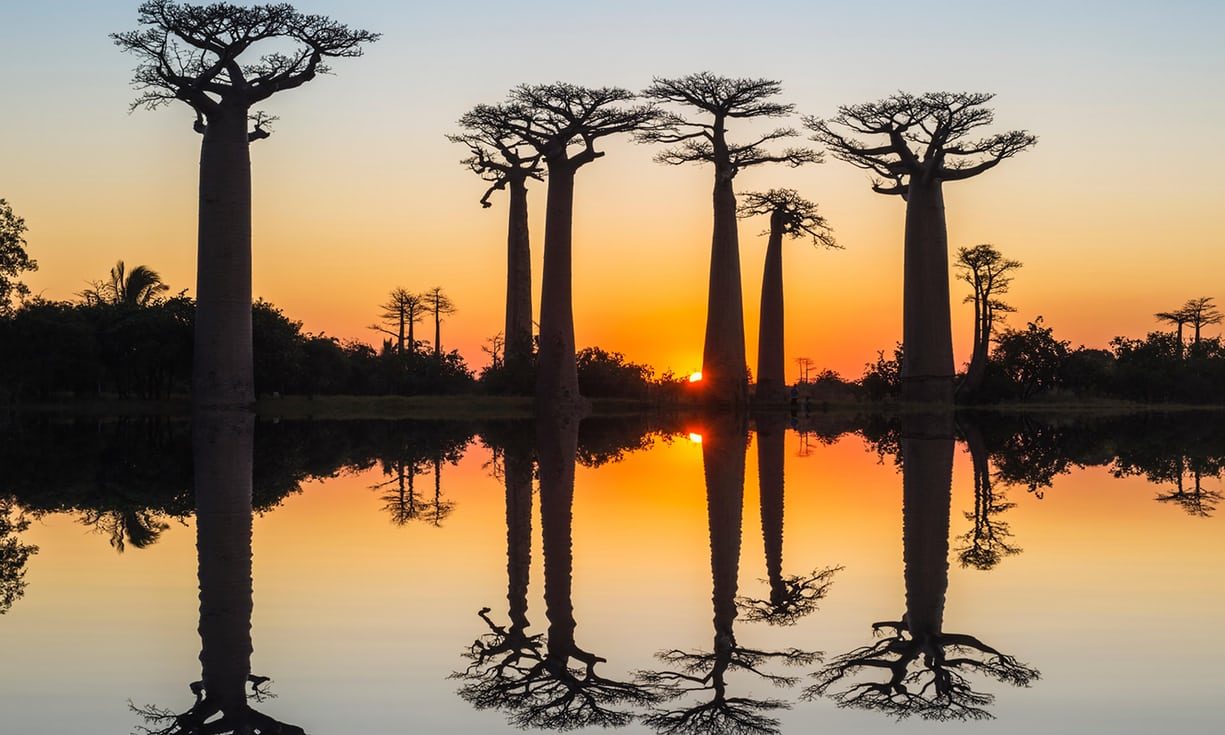 Baobab stabla