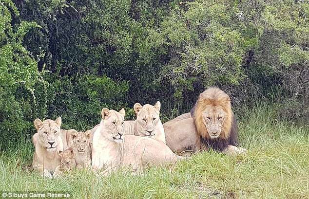 Tri krovolovca više neće moći nekažnjeno ubijati životinje - upravo su ih pojeli lavovi u Africi