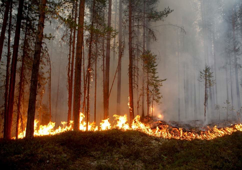 Švedska moli za međunarodnu pomoć zbog šumskih požara koji bijesne u arktičkom krugu