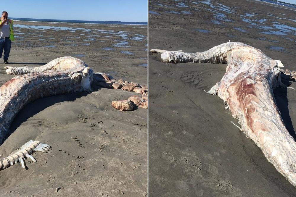 More na američku plažu izbacilo leš velike ajkule