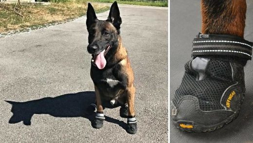 Švajcarska: Za zaštitu od vrelog asfalta policijski psi Zuricha će u ophodnju ići u cipelama
