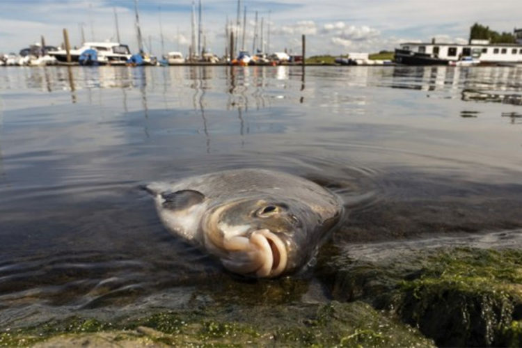Zbog ekstremnih vručina tone ribe uginule u rijekama i jezerima u Hamburgu, Njemačka