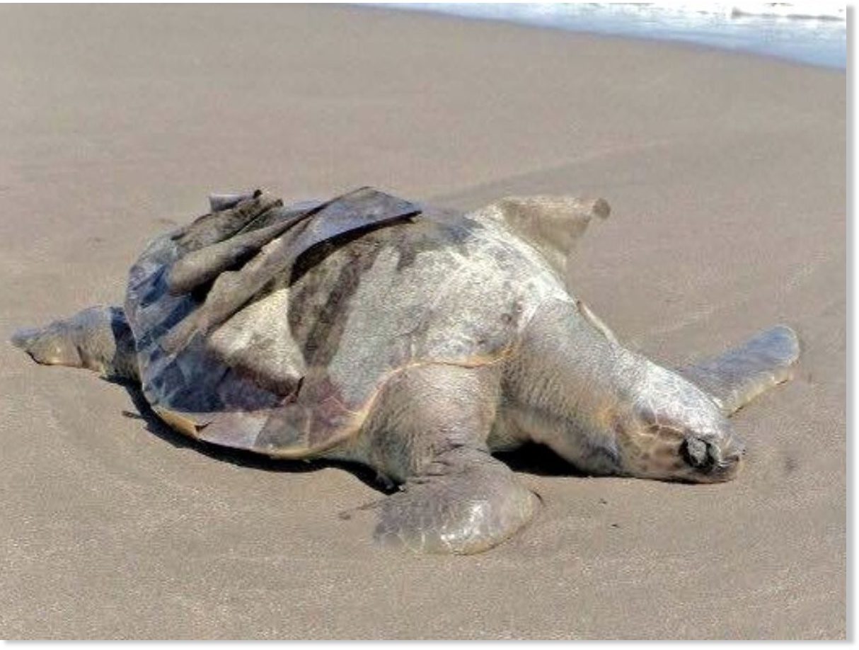 122 kornjače pronađene mrtve na meksičkim plažama