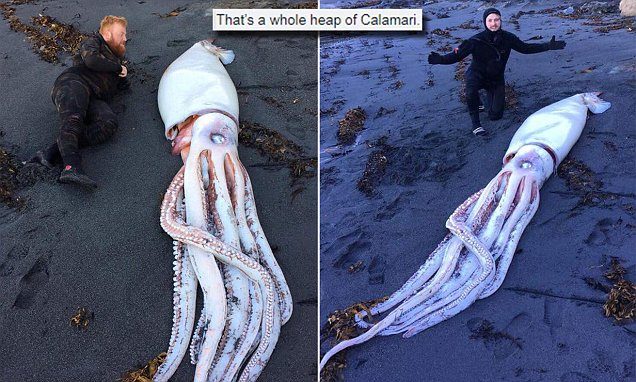 Ronioci pronašli gigantsku lignju na novozelandskoj plaži