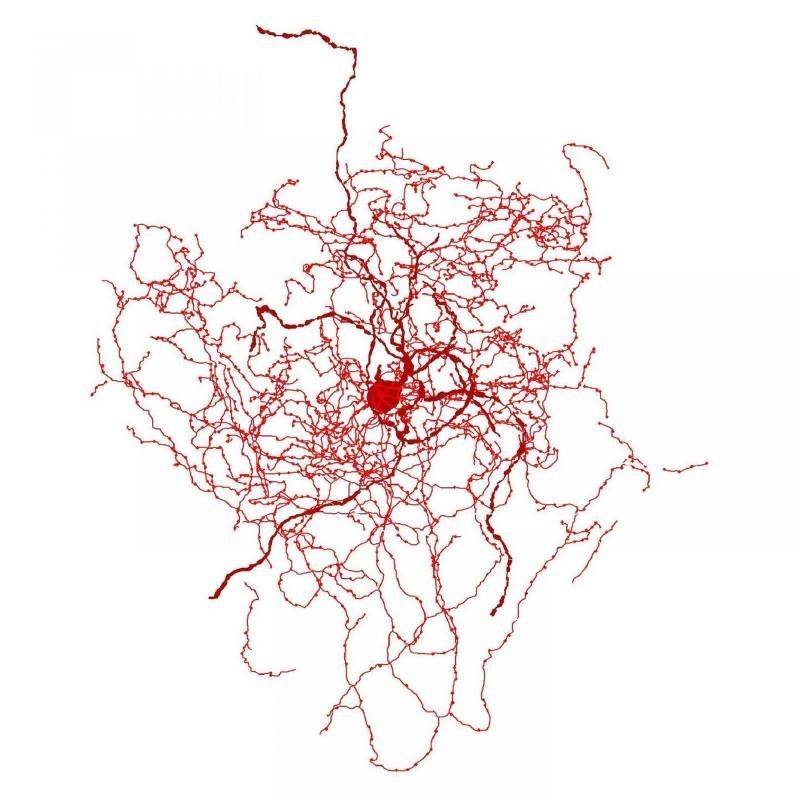 Ruža neuroni