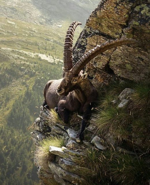 Mountain goat
