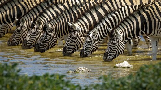 Zebras