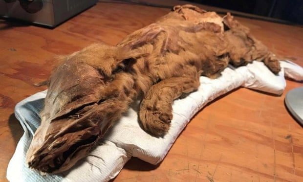 U Kanadi kopači zlata pronašli mumificirane ostatke vuka i soba iz ledenog doba