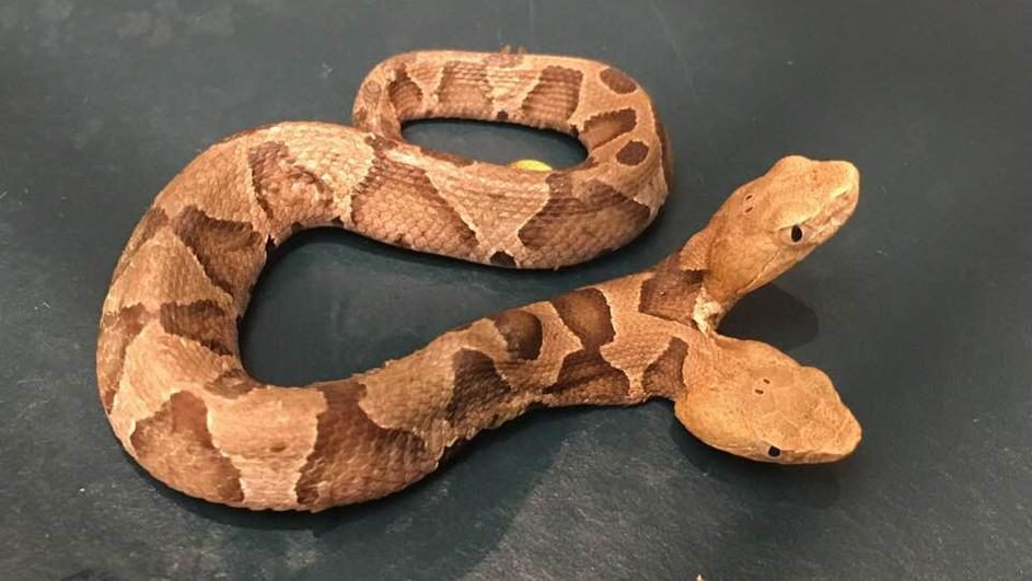 Predznaci: Dvoglava zmija pronađena u Virginiji, SAD