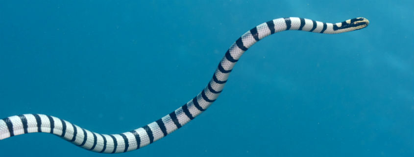 Morska zmija