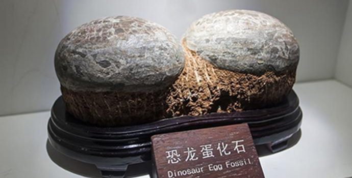 U Kini pronađena fosilna jaja dinosaura stara 80 miliona godina