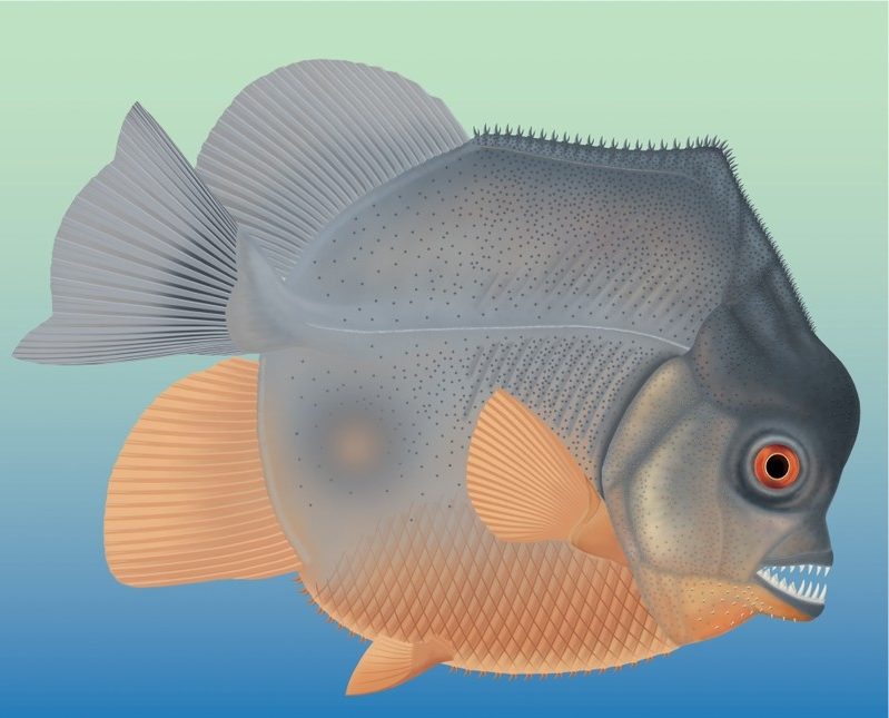 Riba fosil