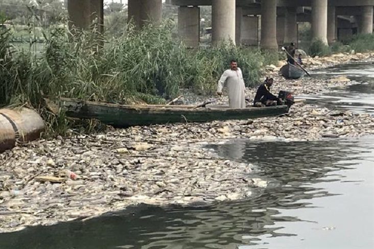 Pomor ribe Irak