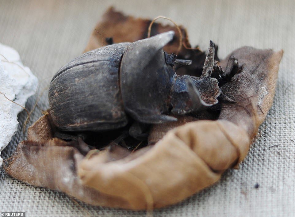 Arheolozi pronašli gomilu mumificiranih mačaka i skarabeja blizu Kaira
