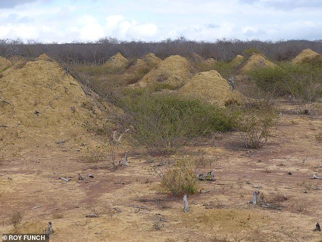 termitnjaci brazil
