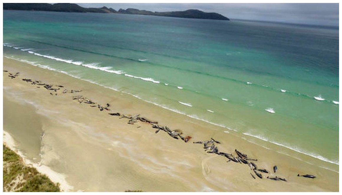 umrli kitovi novozelandska plaža