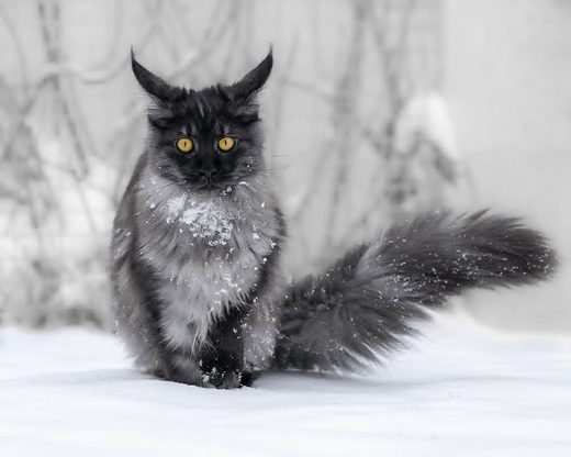 Ice age cat