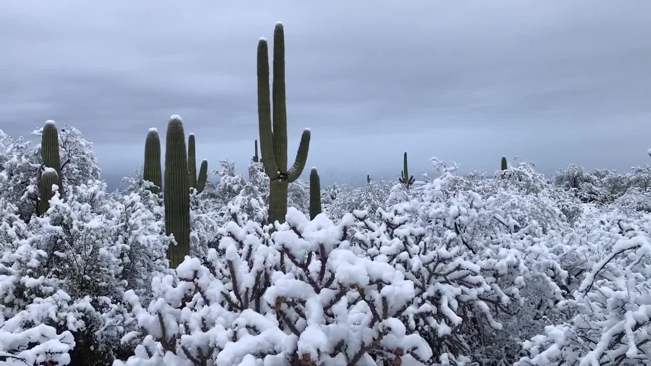 Izuzetno rijetka zimska oluja: Snijeg na kaktusima u pustinji Arizone