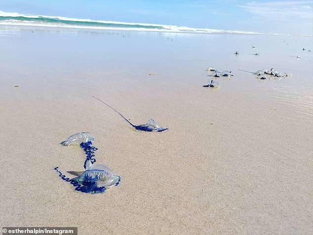 Meduze, australijska plaža