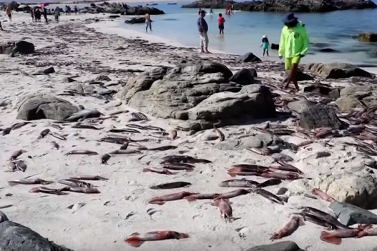 Tisuće uginulih sipa pronađeno na turističkoj plaži u Čileu