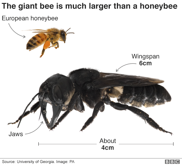 najveća pčel