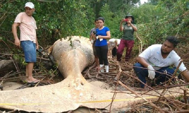 mrtav kit ušće amazona