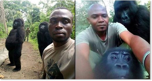 gorile selfie