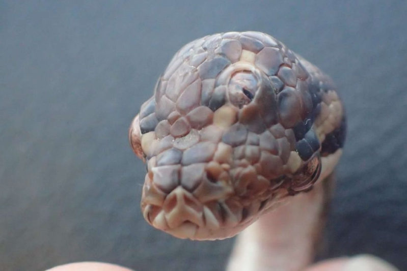 Predznaci: Trooka zmija pronađena na australijskoj autocesti