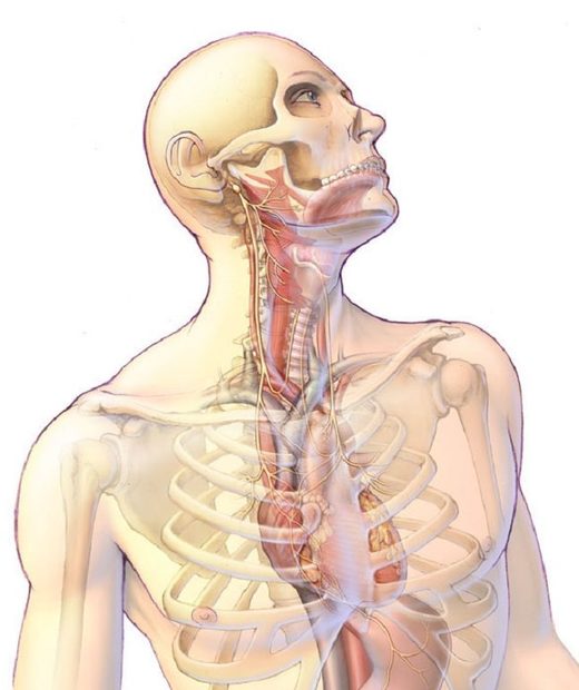 Anatomski prikaz lutajućeg živca