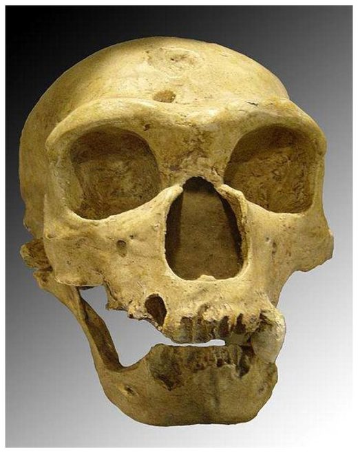 neandertalska lobanja