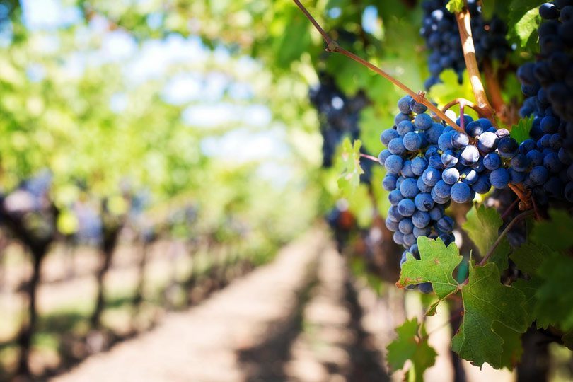 grožđe vino povijest