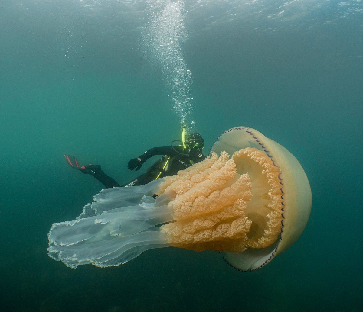gigantska meduza obala engleske