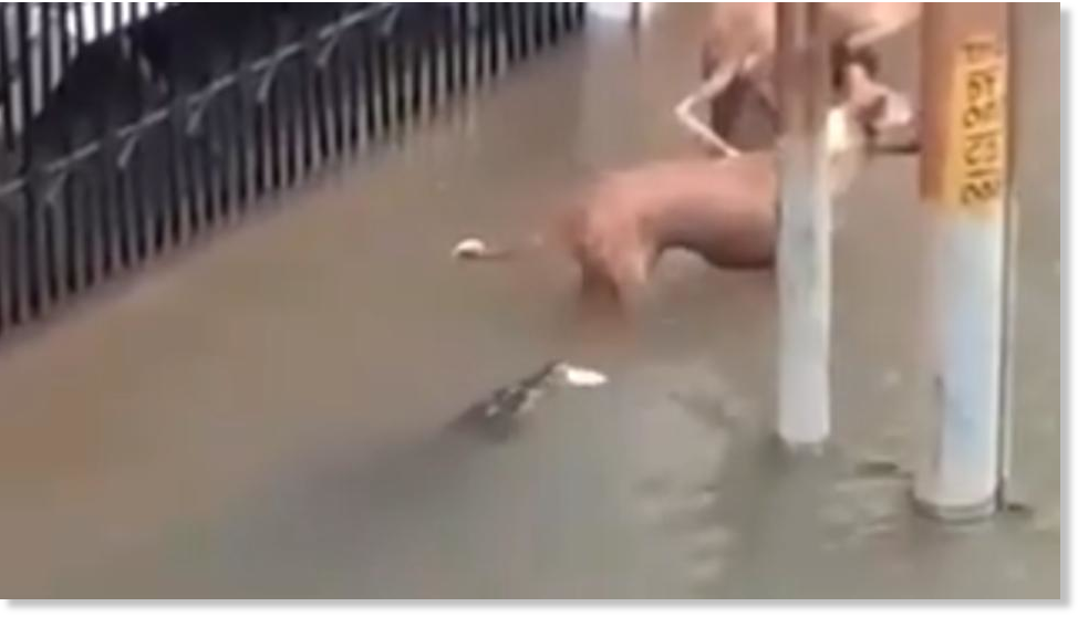 krokodili indija poplava