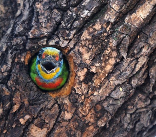 black-browed barbet