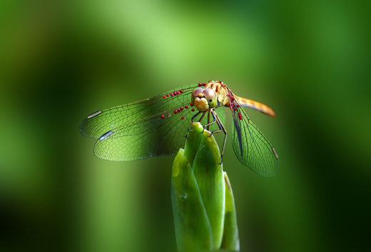 The Green World