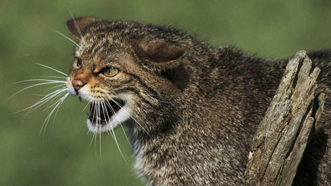 Škotska divlja mačka je na ivici nestanka