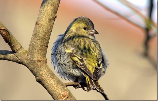 Siskin the bird