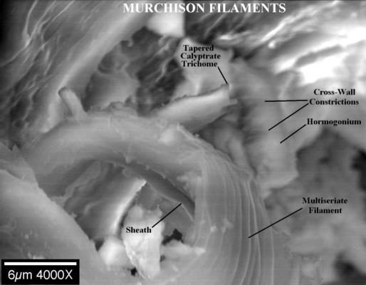 Cyanobacterial filaments in the Murchison CM2 meteorite