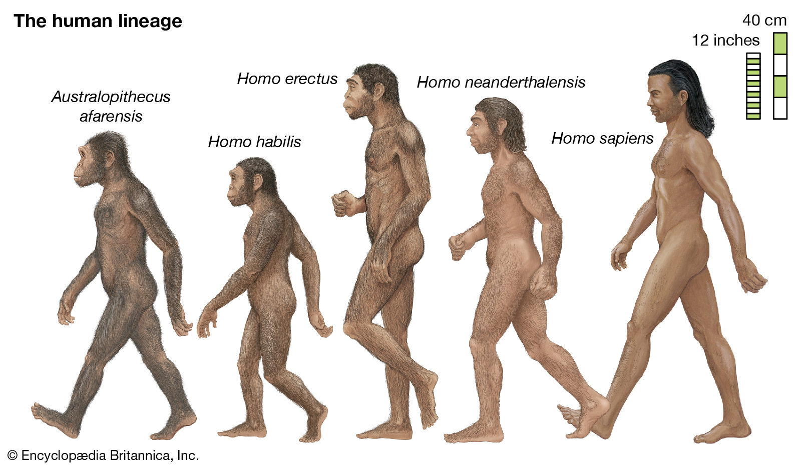 homo sapiens evolution