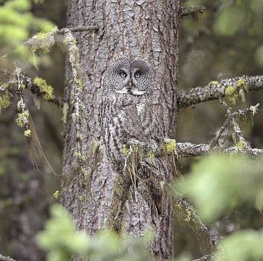 Camouflage