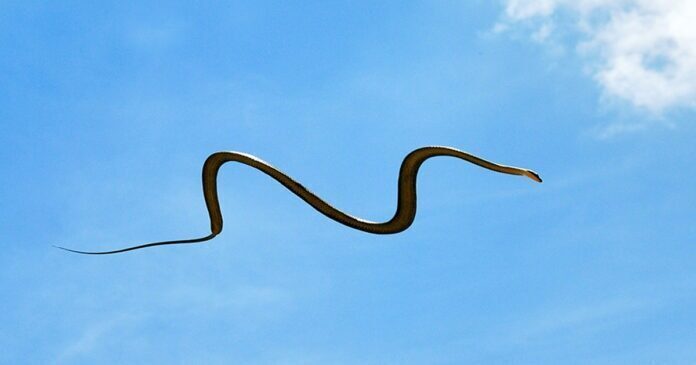 Rajska leteća zmija (Chrysopelea paradisi)