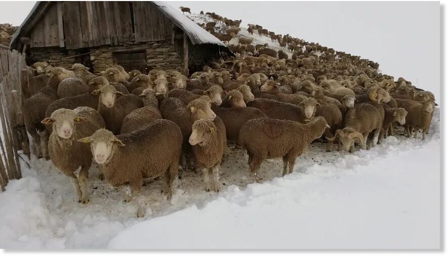 ovce snijeg
